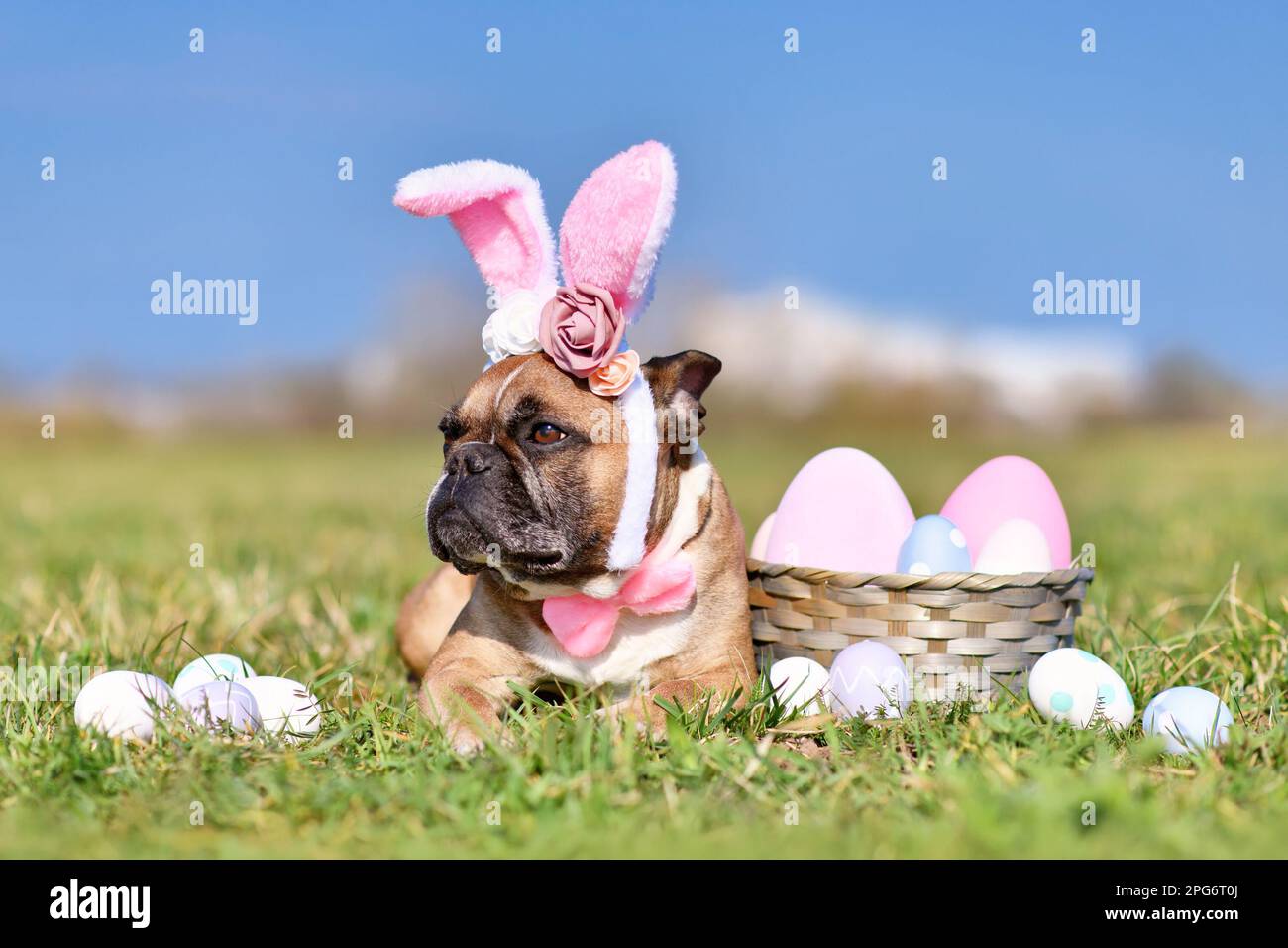 Französischer Bulldog mit Kaninchenkostüm-Ohren neben ostereiern Stockfoto