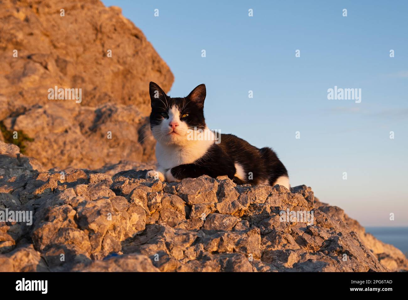 Porträt einer schwarz-weißen Katze. Intelligente braune Augen starren mit Absicht. Witzig, schön, eine echte Katze, die für die Kamera posiert. Das Konzept der Liebe für h Stockfoto