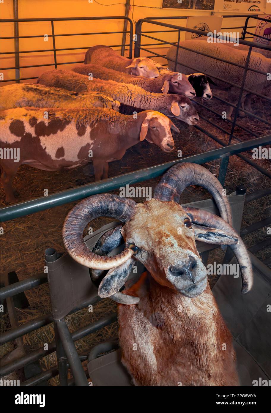 Während des Calvinia Meat Festivals wird die Büste eines 4 gehörnten Damara-Schafs auf einen Stuhl gestellt. Diese seltenen Ausnahmen werden auch als Jacobs-Schaf verehrt. Stockfoto