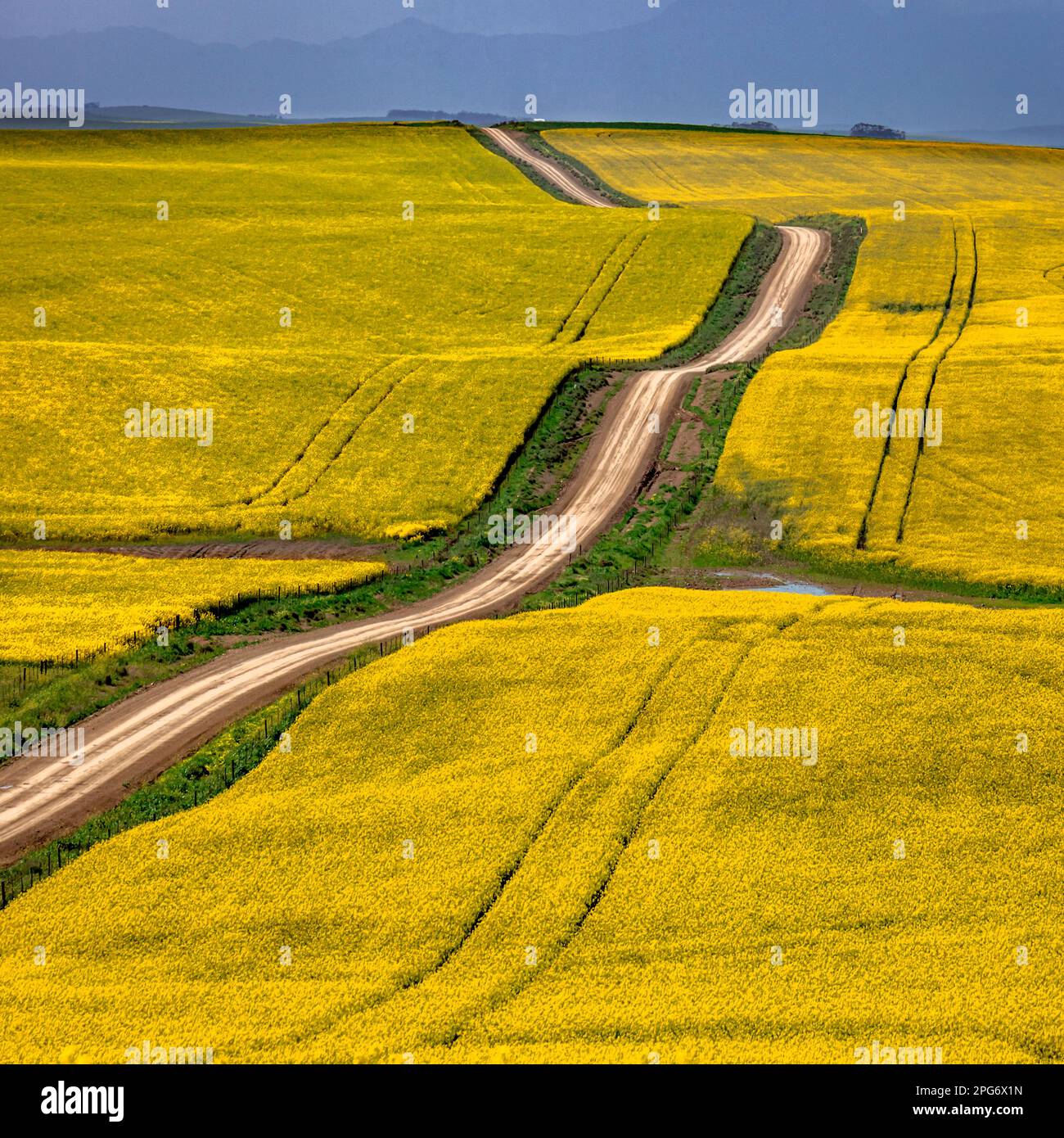 Eine Landstraße in der Nähe von Caledon führt sich zwischen den Canola-Feldern im Overberg-Bezirk von Südafrika entlang. Stockfoto