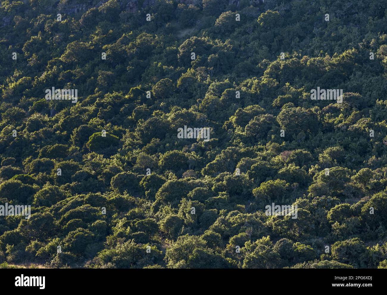 Ein Wald aus dichtem Busch und Bäumen ( hauptsächlich Hirtenbäume ) wachsen an einem Hang über der Koonapriver revine auf der Welwood Farm im Bezirk Adelaide Stockfoto