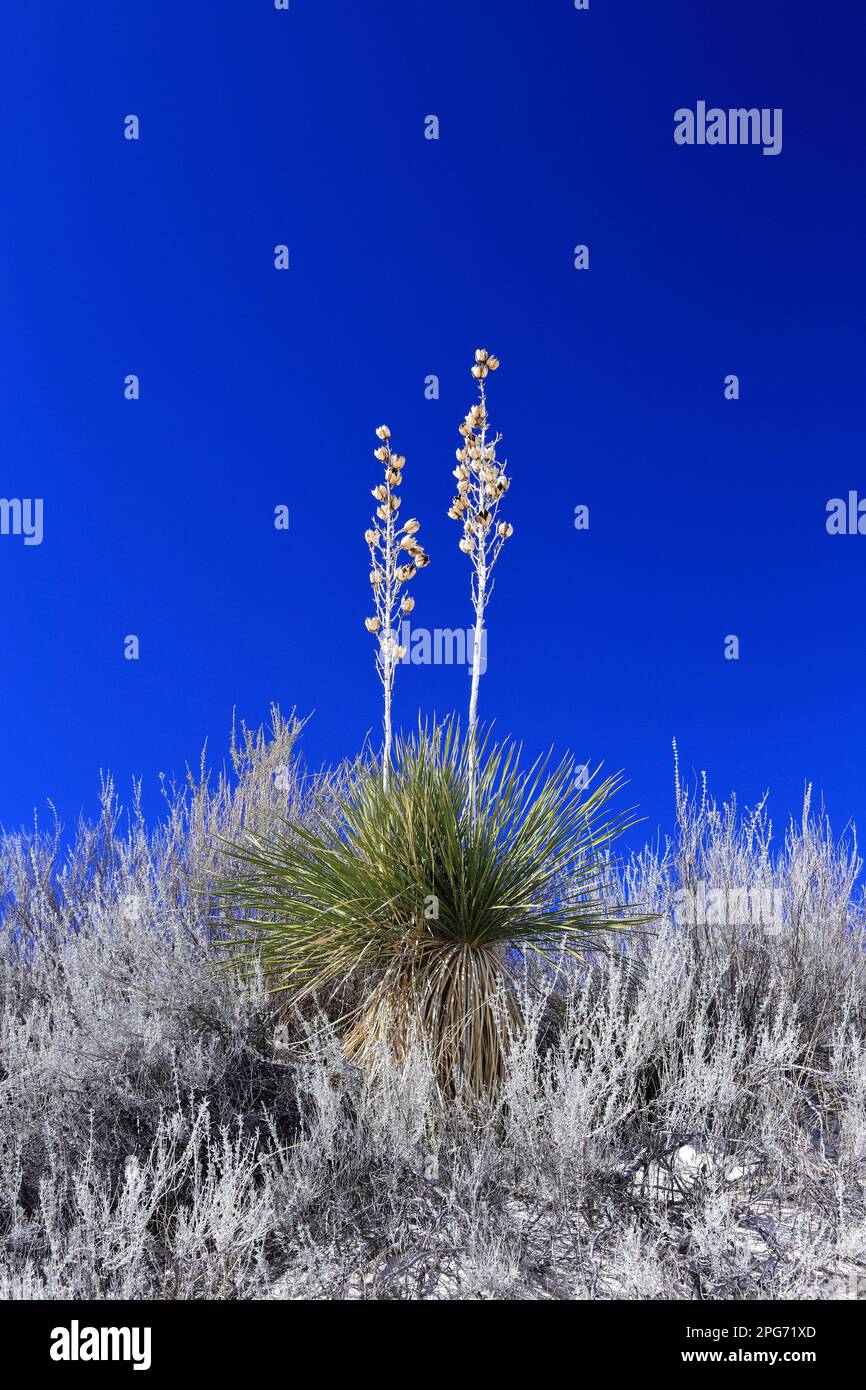 Yucca im White Sand im White Sands National Park in New Mexico, USA Stockfoto