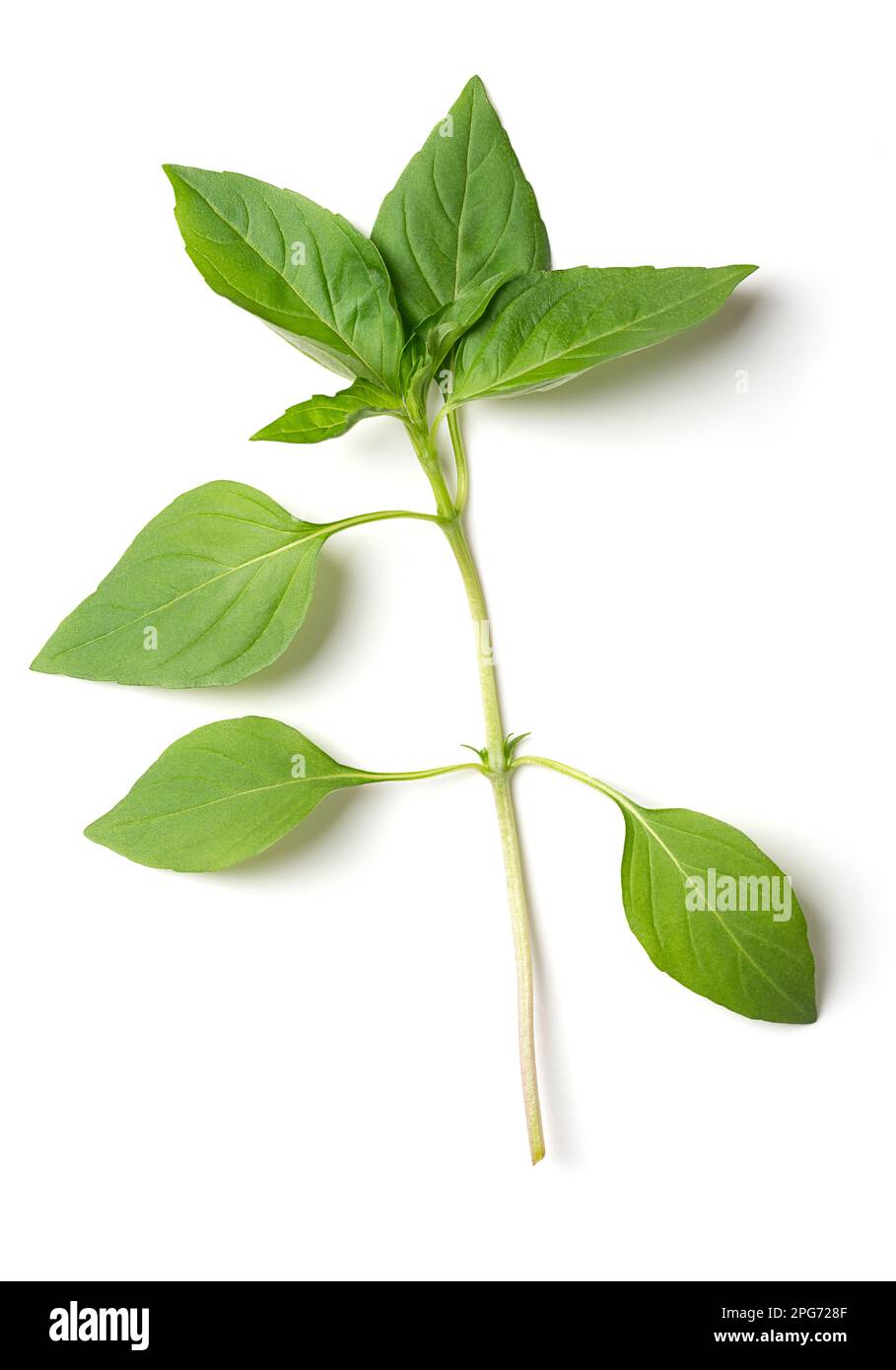 Zweig von frischem thailändischem Basilikum der Frühsaison, von oben. Stiel mit Blättern von Ocimum basilicum var. Thyrsiflora, eine Variante des süßen Basilikums. Stockfoto