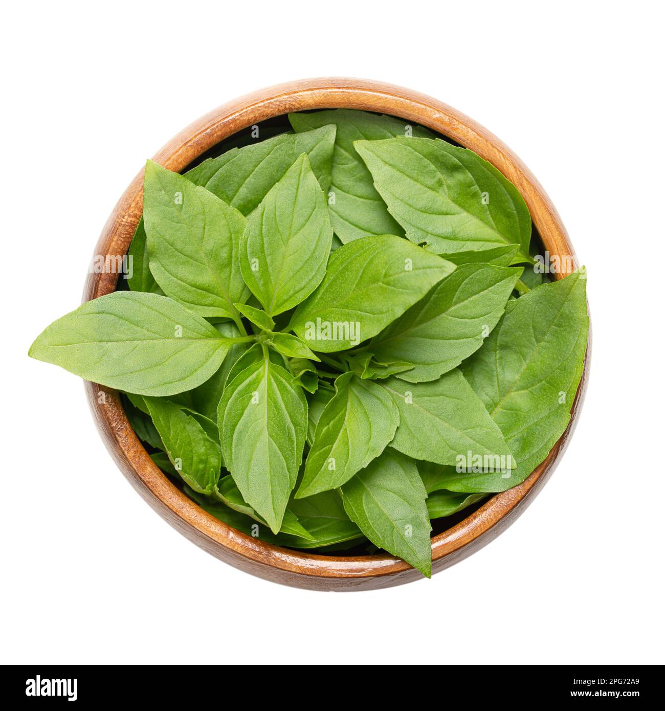 Frische thailändische Basilikumblätter der Frühsaison in einer Holzschüssel. Ocimum basilicum var. Thyrsiflora, Variation von süßem Basilikum, in Südostasien heimisch. Stockfoto