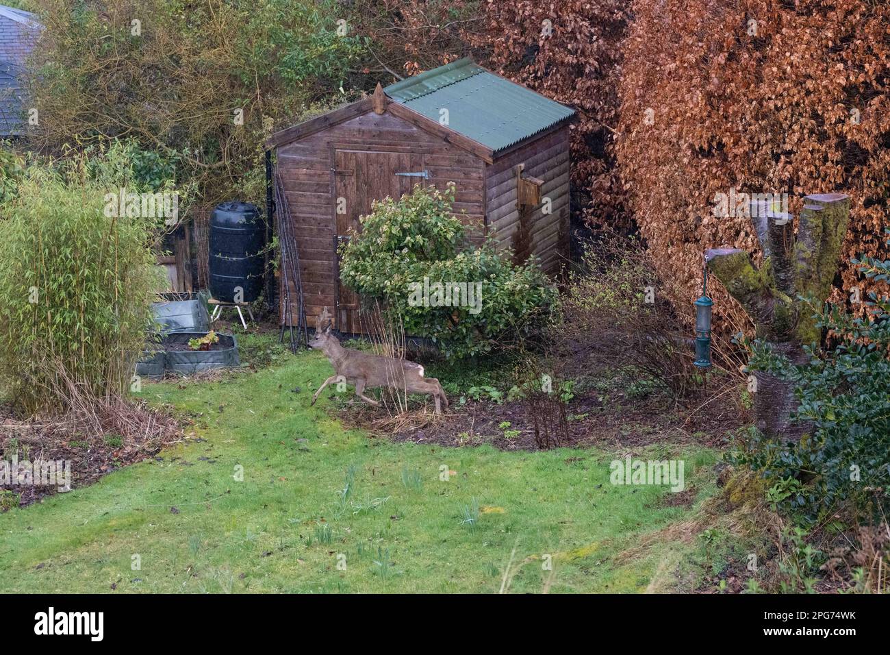 Rotwild im Hausgarten - Killearn, Stirling, Schottland Stockfoto