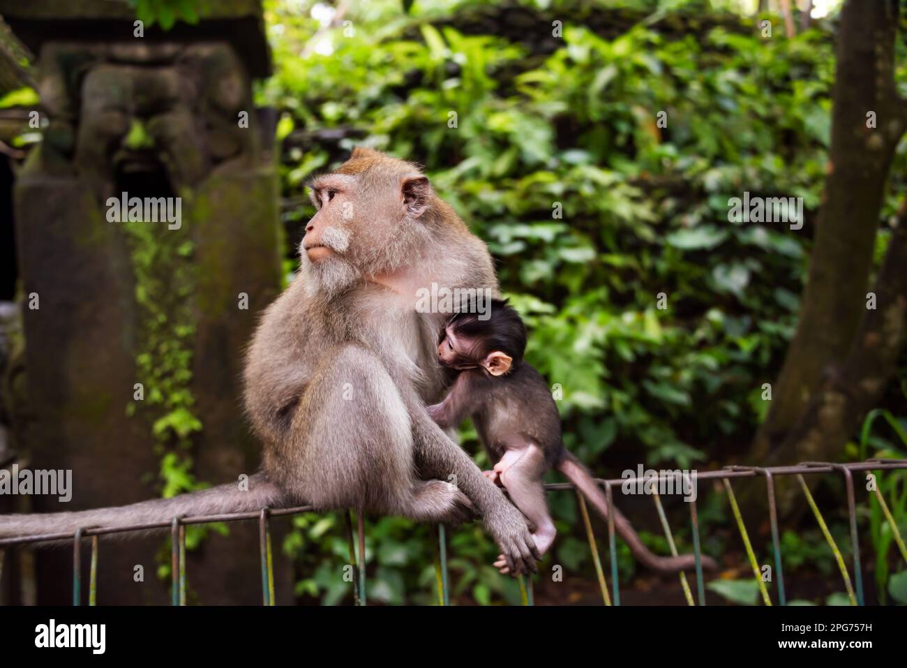 Affe mit ihrem Neugeborenen im Affenwald auf Bali, Indonesien Stockfoto