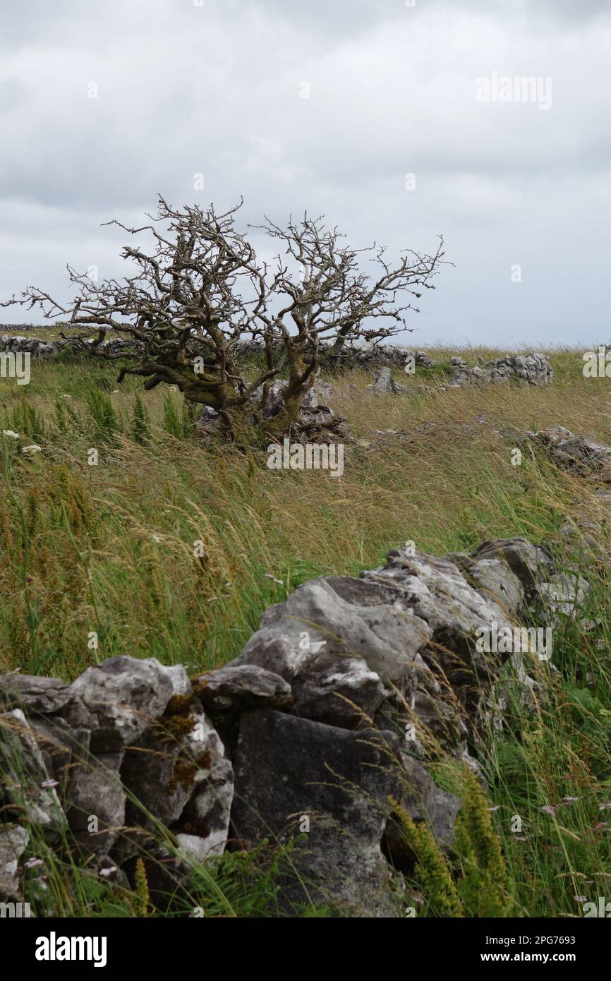 Gemeiner Weissdorn (Crataegus monogyna), windgepeitschter Baum in der Nähe von Kilfenora, Burren County Clare Ireland Stockfoto