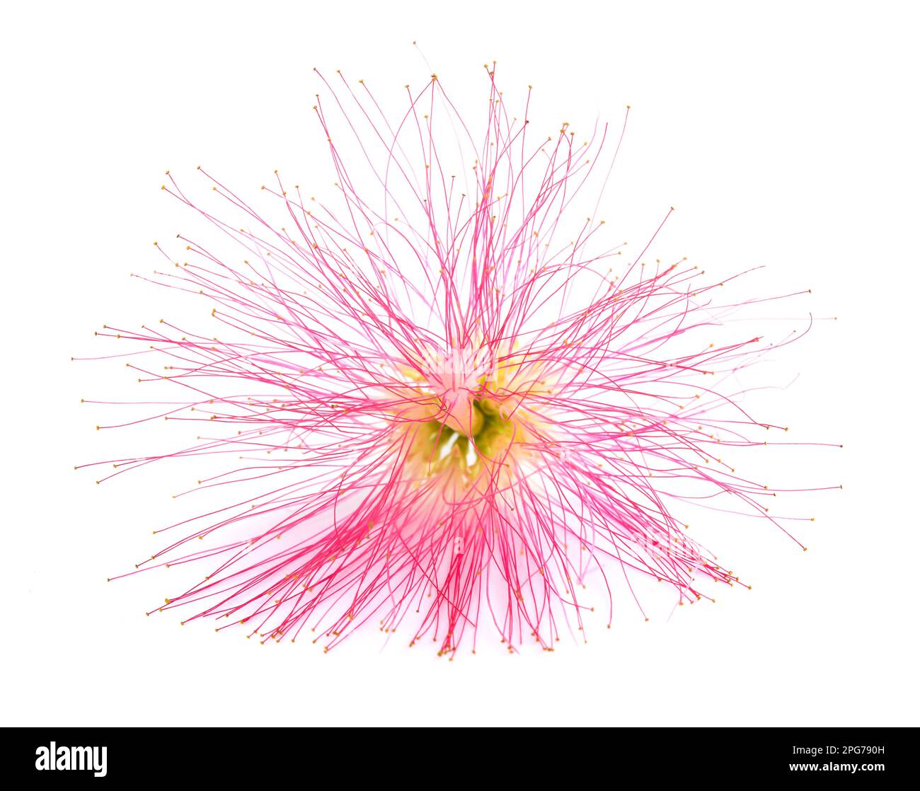 Rosa Seide Baum Blume isoliert auf weißem Stockfoto