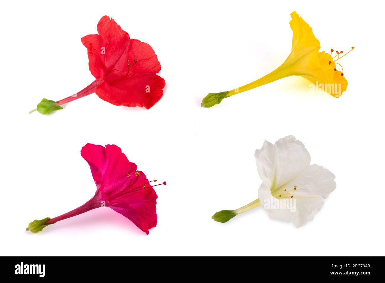 Vier Uhr Blumen isoliert auf weißem Hintergrund Stockfoto