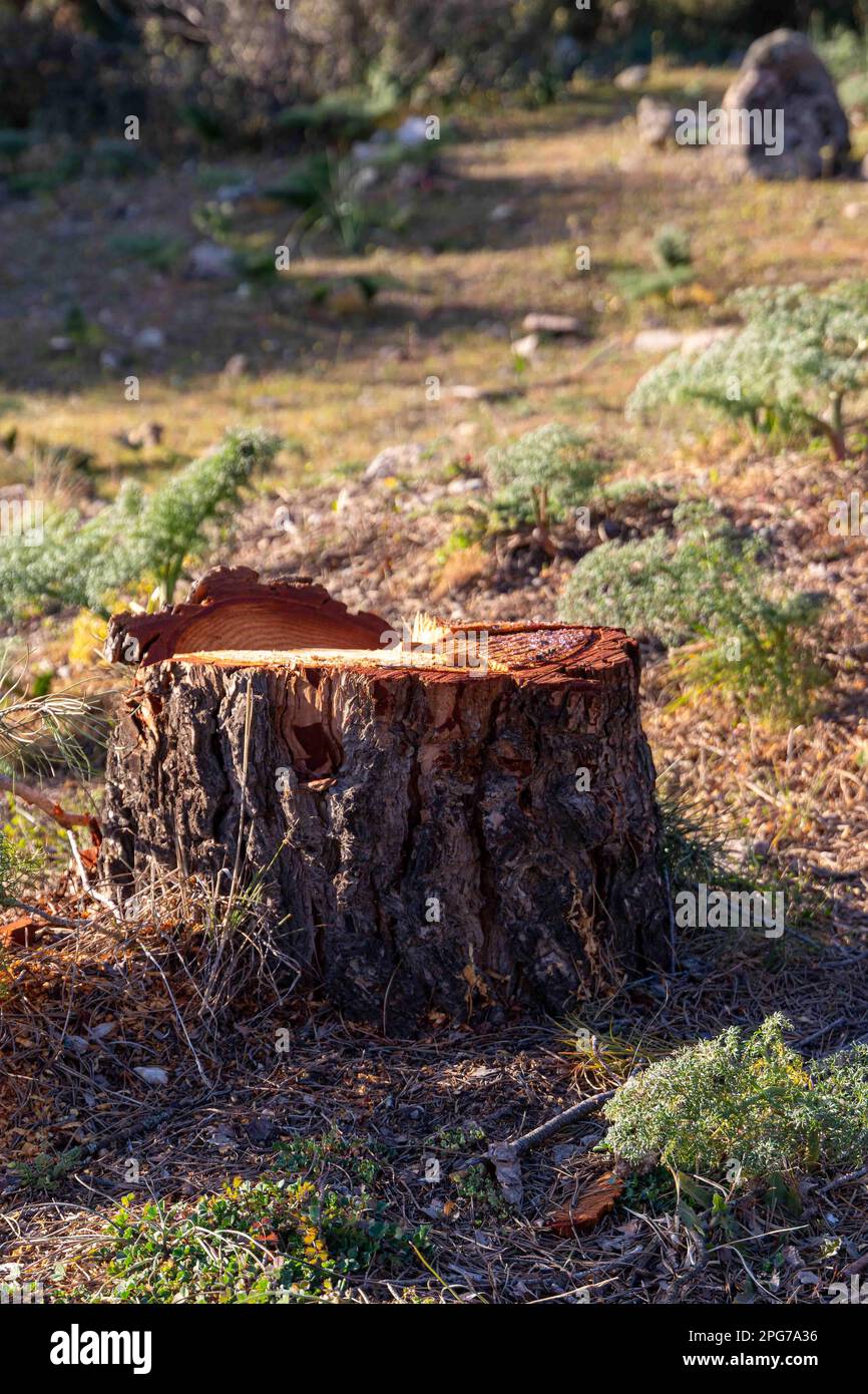 Frisch geschnittener Baumstamm. Waldszene. Deforestacion, Umweltschutzkonzept Stockfoto