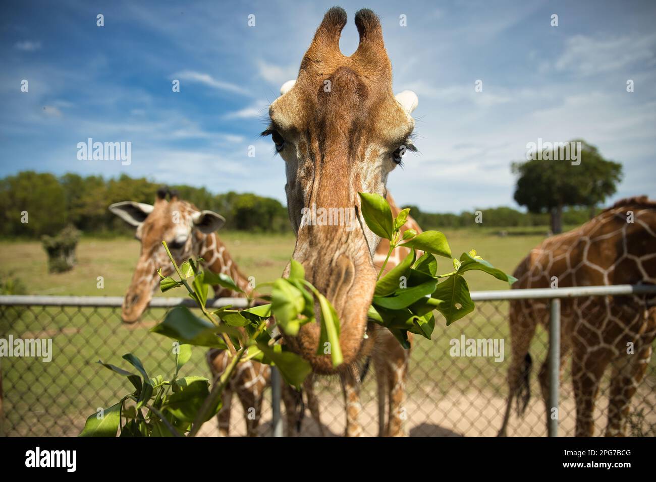 Nahaufnahme einer Giraffe, die gerade isst, mit mehr Giraffen im Bild, einem hellblauen Himmel und Bäumen im Hintergrund. Stockfoto