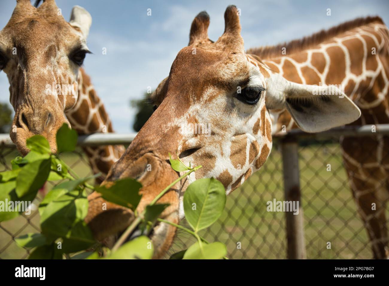 Lustige Porträtaufnahme von zwei Giraffen, die essen, ein hellblauer Himmel im Hintergrund. Stockfoto