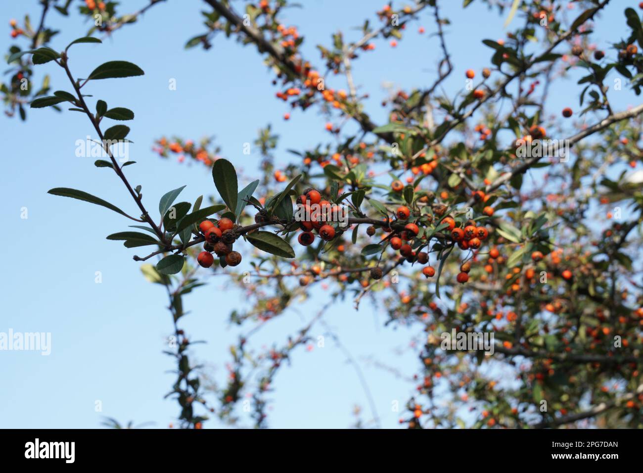 Pyracantha angustifolia gnome ist eine Art von Strauß in der Familie der Rosen, bekannt unter den gebräuchlichen Namen Narrowleaf firethorn, schlanker firethorn und Wollly Fi Stockfoto