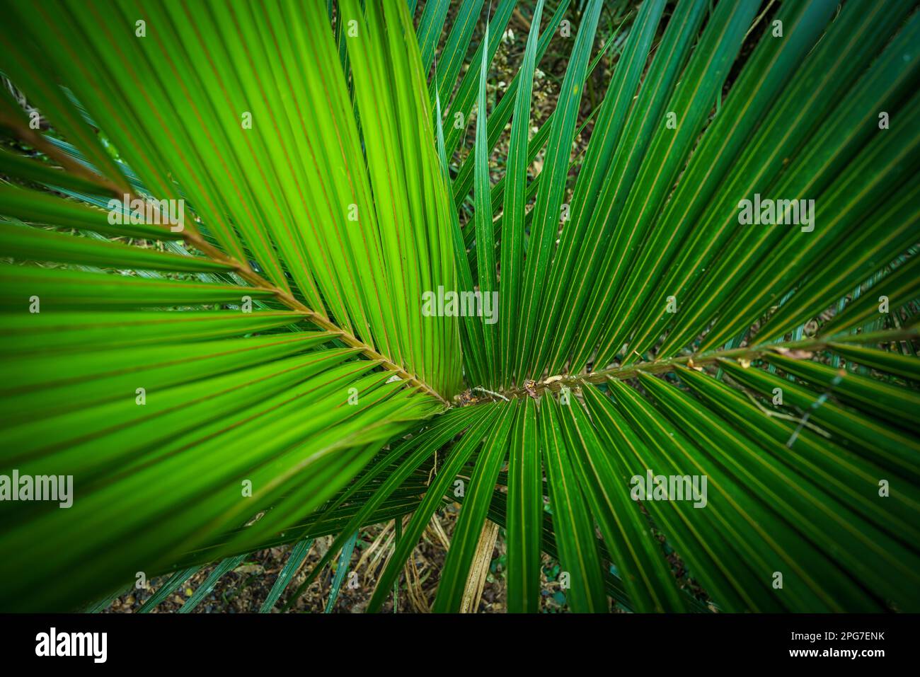 Die Palmblätter aus dem Park in Auckland, Neuseeland Stockfoto