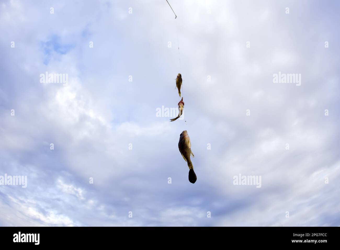 Dorffischen - ein fröhliches Set. Drei Räuber wurden gefangen und eine Stange. Fische im Hintergrund des Himmels. Fischaugenlinse Stockfoto