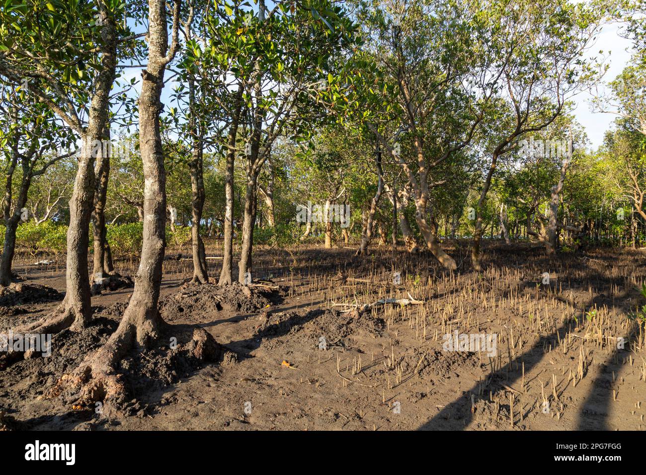 Ein gemischter Bestand von schwarzen Mangroven (Bruguieria gymnorrhiza) und weißen Mangroven (Avicennia Marina) in den Mangrovensumpfen von Mntafufu Stockfoto