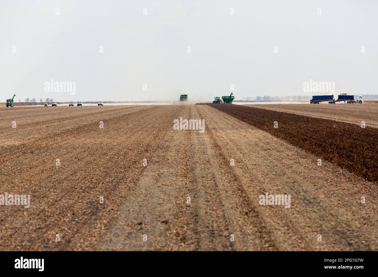 Landwirtschaftliche Maschinen, die Sorghum aus dem riesigen Trockenland in Pandamatenga ernten Stockfoto