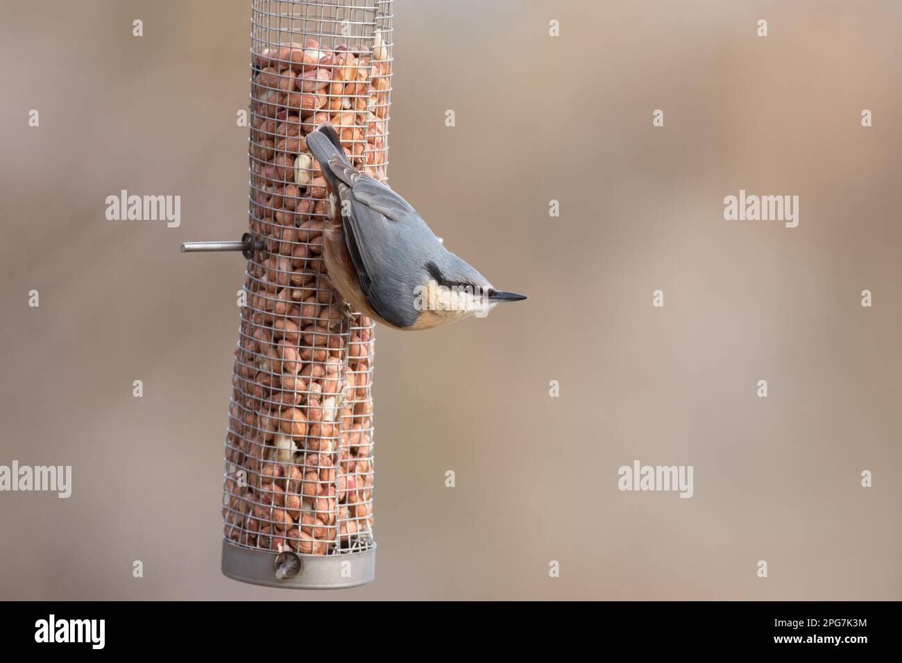 Nuthatch auf einem Vogelfutter voller Erdnüsse in North Yorkshire Stockfoto