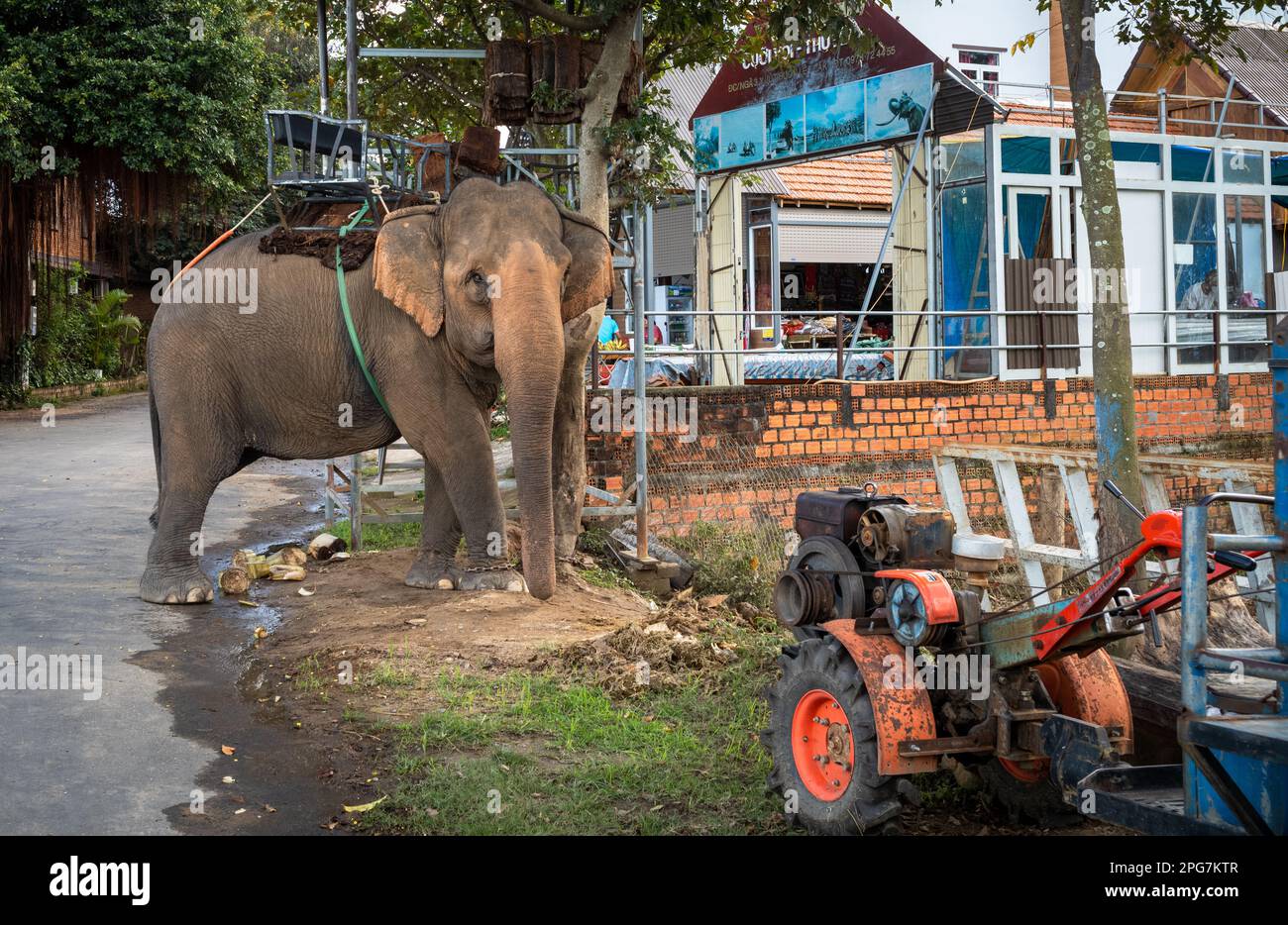 Ein asiatischer Elefant, der einen Howdah oder Sitz trägt, ist an einen Baum gekettet, während er auf Touristen in Buon Jun, Lien Son, Vietnam wartet. Stockfoto