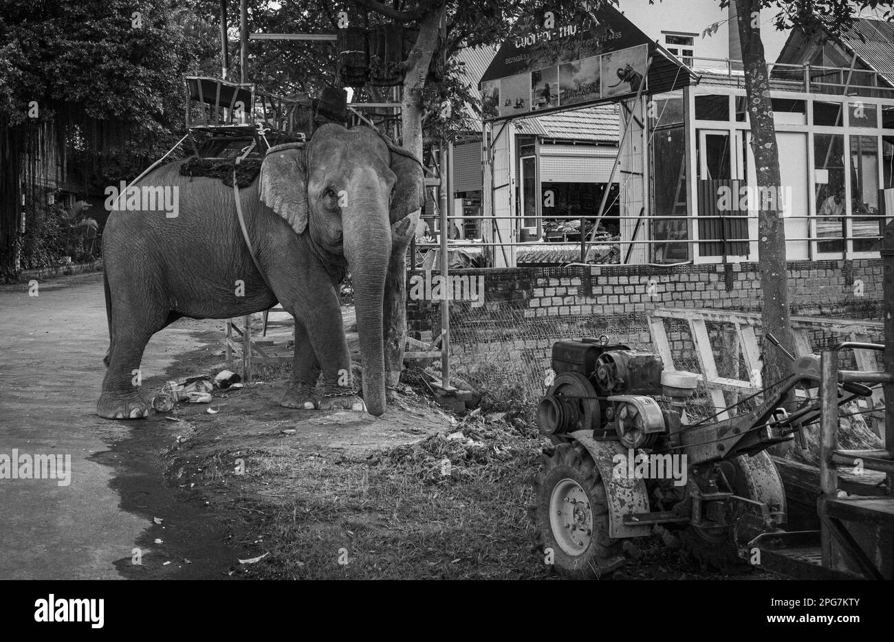 Ein asiatischer Elefant, der einen Howdah oder Sitz trägt, ist an einen Baum gekettet, während er auf Touristen in Buon Jun, Lien Son, Vietnam wartet. Stockfoto