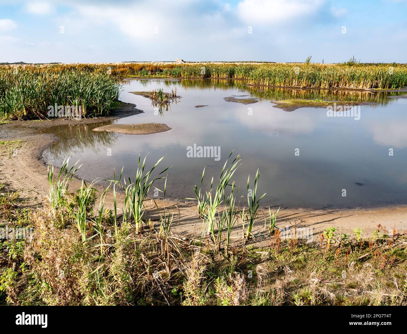 Marschland mit Sumpfvegetation, Schlammflächen, flachen Pools, Bächen und geschütztem, flachem Wasser auf der Insel Marker Wadden, Niederlande Stockfoto