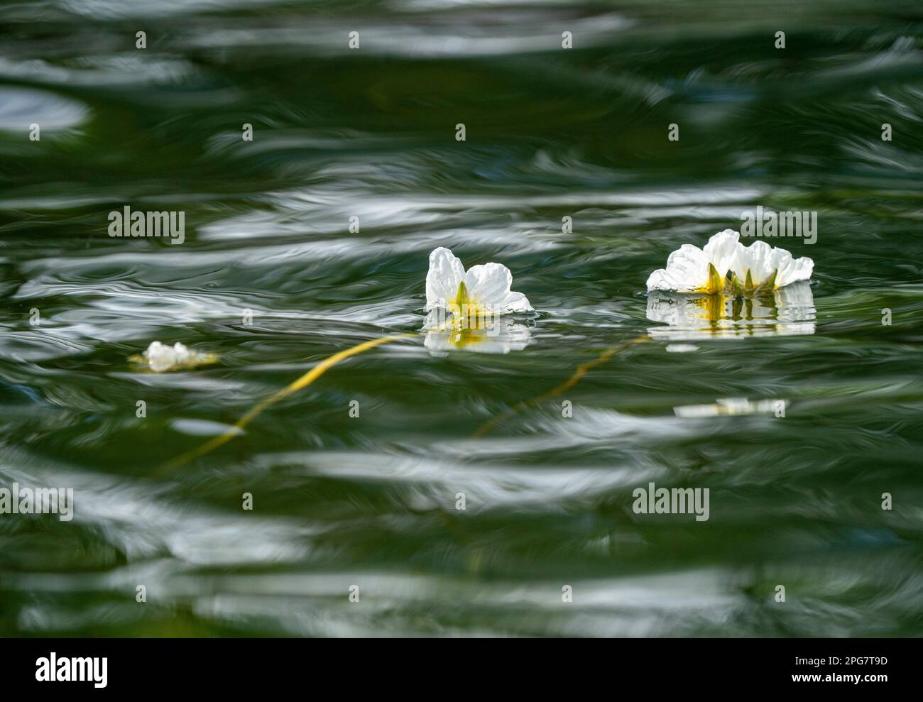 Kunming. 21. März 2023. Dieses Foto wurde am 21. März 2023 aufgenommen und zeigt einen Blick auf die blühende Ottelia acuminata im Dianchi-See in Kunming, der Provinz Yunnan im Südwesten Chinas. Ottelia acuminata, eine Indikatorart der Umwelt, existiert in Süßwasser. Kredit: Chen Xinbo/Xinhua/Alamy Live News Stockfoto