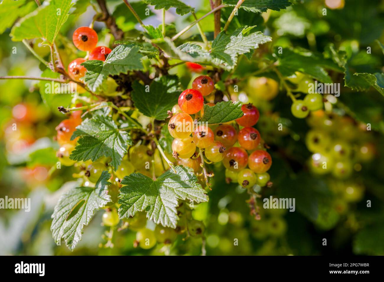 Blick auf reife rote Johannisbeeren auf einem Ast im Garten. Nahaufnahme von roten Johannisbeeren, die an einem Ast mit Blättern hängen. Stockfoto