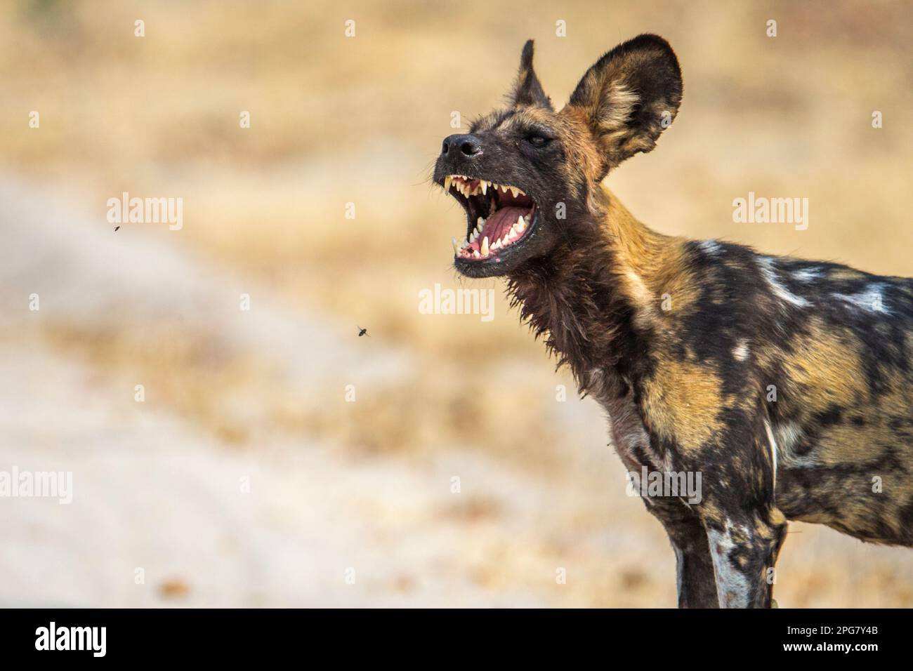 Wildhund-Afrika-Porträt. Der afrikanische wilde Hund hat seinen Mund offen und zeigt seine Zähne. Okavango Delta, Botsuana, Afrika Stockfoto