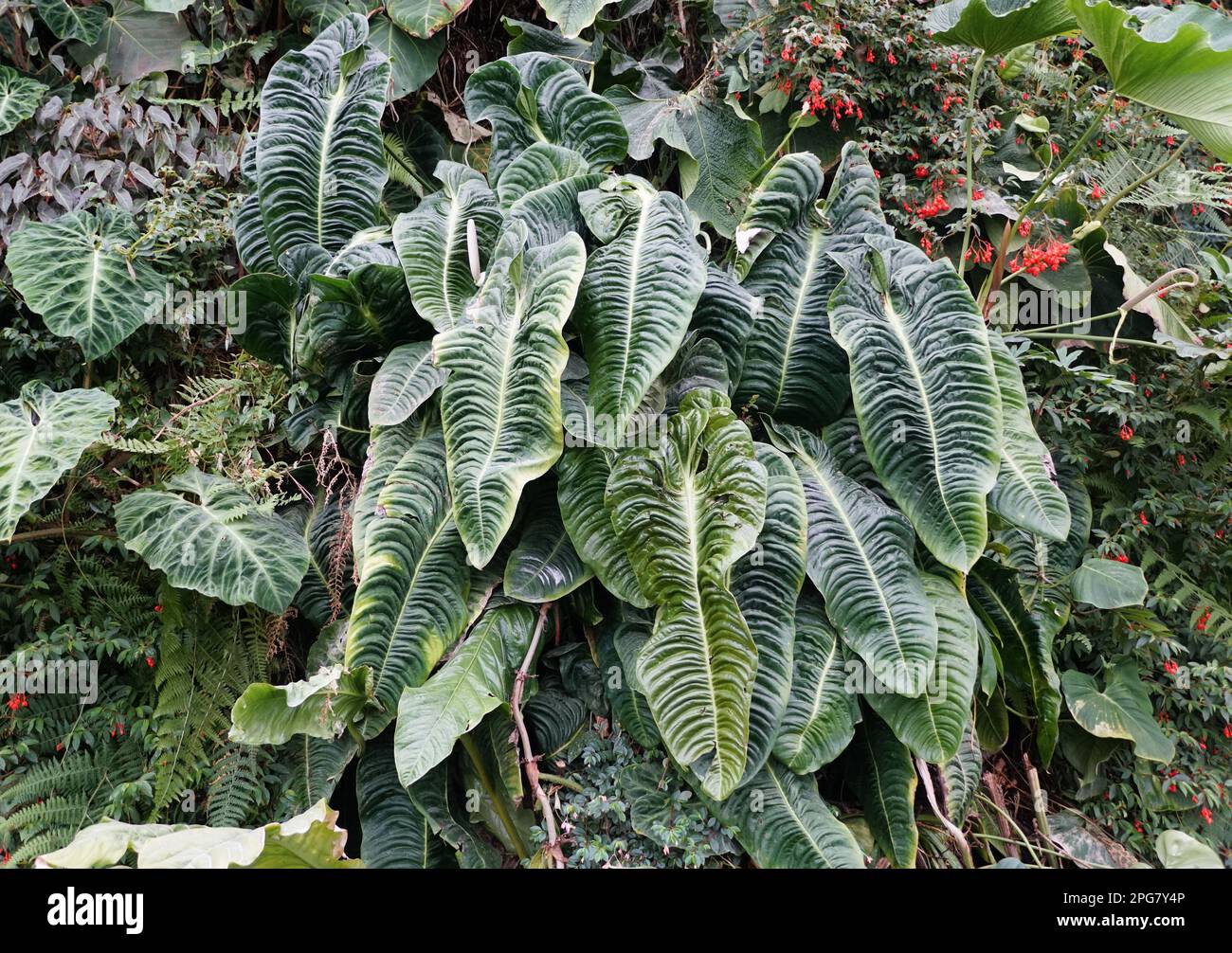 Wunderschne reife und groe Bltter von Anthurium Veitchii, auch bekannt  als Knig Anthurium Stockfotografie - Alamy