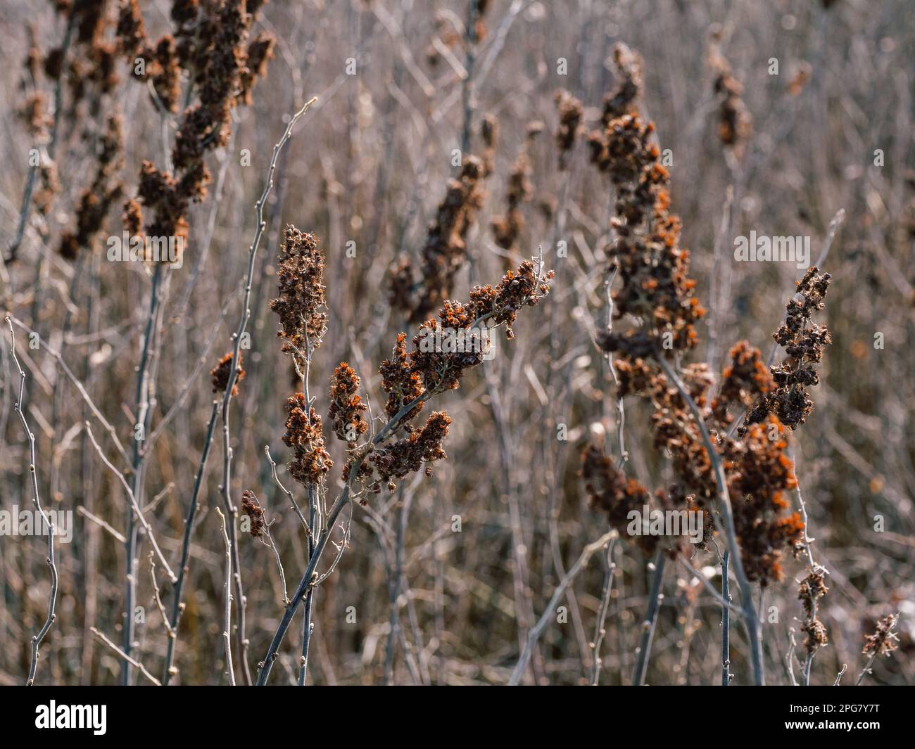 Ein Feld getrockneter Spirea Douglas Pflanzen mit braunen verwelkten Stämmen und Blüten Stockfoto