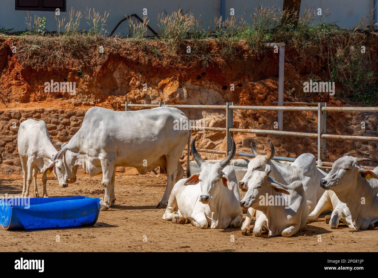 Gruppe entspannender Kühe auf der indischen Farm. Porträt einer jungen Kuh, die in die Kamera schaut. Hochwertiges Foto Stockfoto