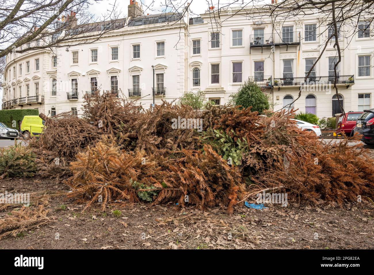 Brighton, März 19. 2023: 84 Tage nach Weihnachten wurde eine der Christmas Tree Recycling Points im Stadtzentrum von Brighton noch immer nicht freigegeben Stockfoto