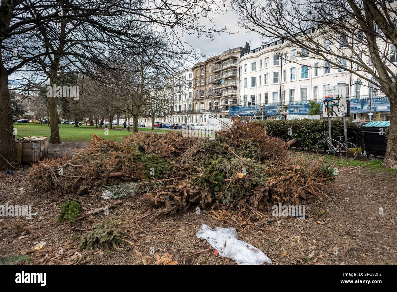 Brighton, März 19. 2023: 84 Tage nach Weihnachten wurde eine der Christmas Tree Recycling Points im Stadtzentrum von Brighton noch immer nicht freigegeben Stockfoto