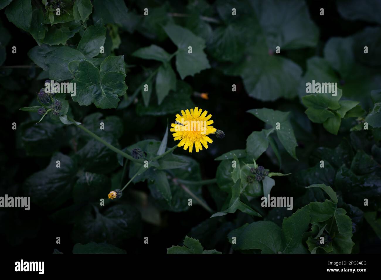 Gelbe Löwenzahnblumen auf grünem Hintergrund. Stockfoto