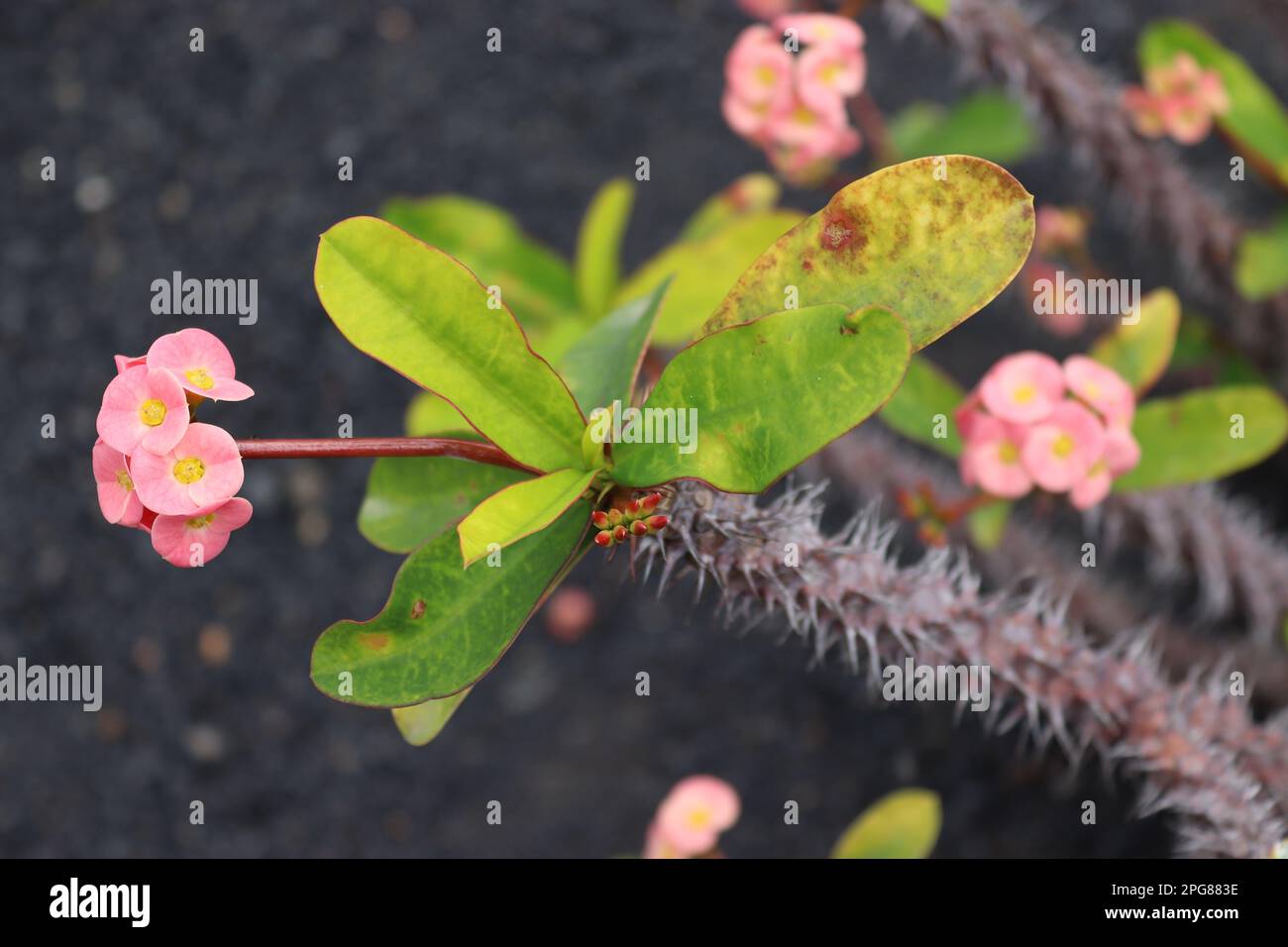 Euphorbia milii, auch bekannt als die Dornenkrone, Christuspflanze oder Christ Thorn, ausgestellt im Kaktusgarten, Lanzarote, April 2022. Stockfoto