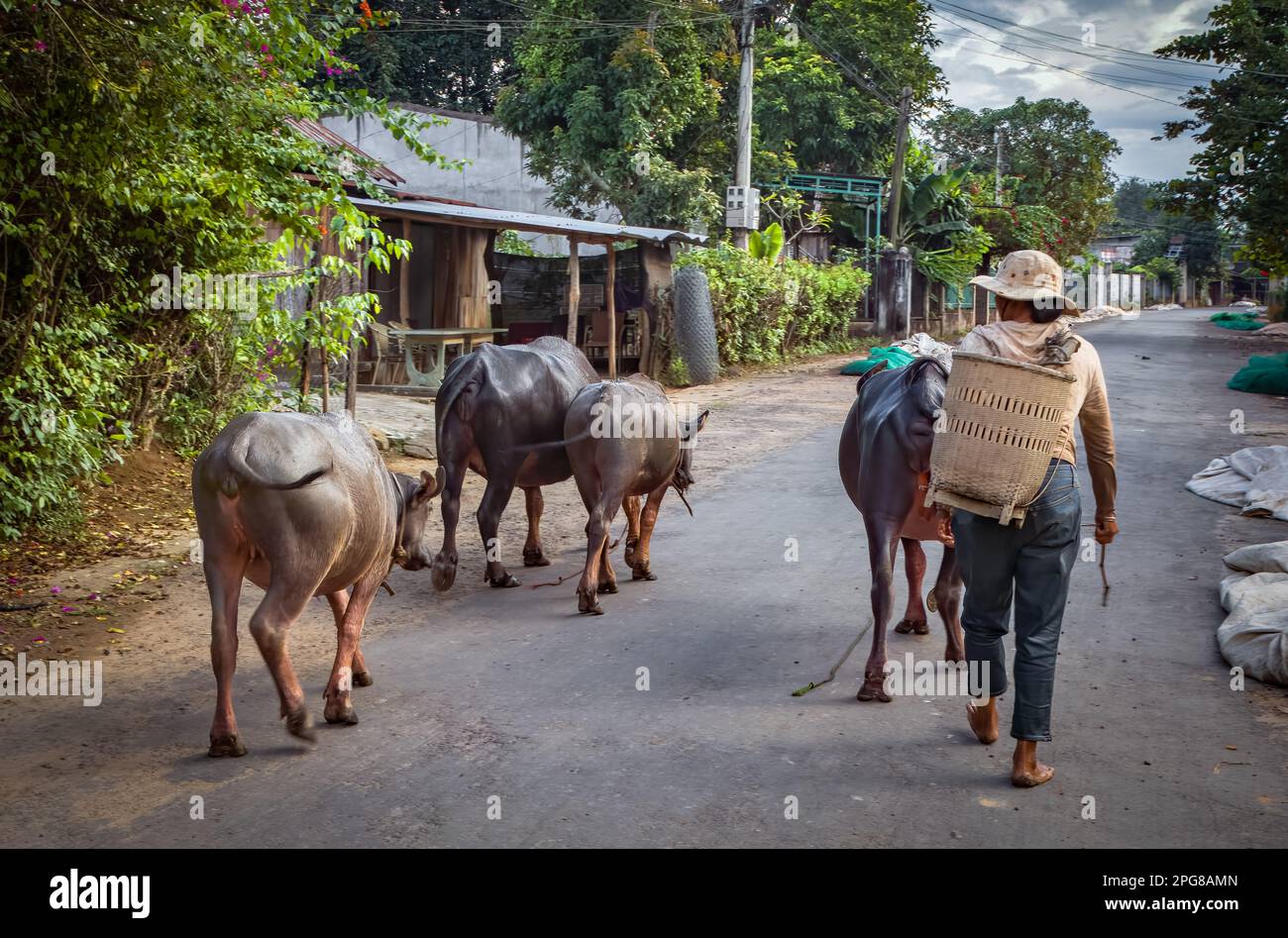 Am Ende des Tages führt eine Bauerin aus einer ethnischen Minderheit von M'nong ihre kleine Herde Wasserbüffel nach Hause in Buon Jun, Lien Son, Vietnam. Stockfoto