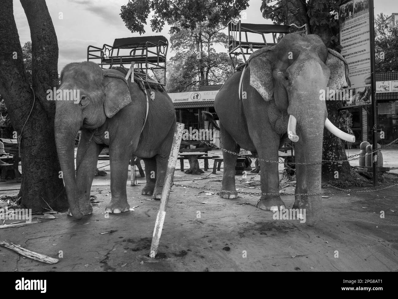 Zwei asiatische Elefanten, die Howdahs oder Sitze tragen, sind an Bäume gekettet, während sie auf Touristen in Buon Jun, Lien Son, Vietnam, warten. Stockfoto