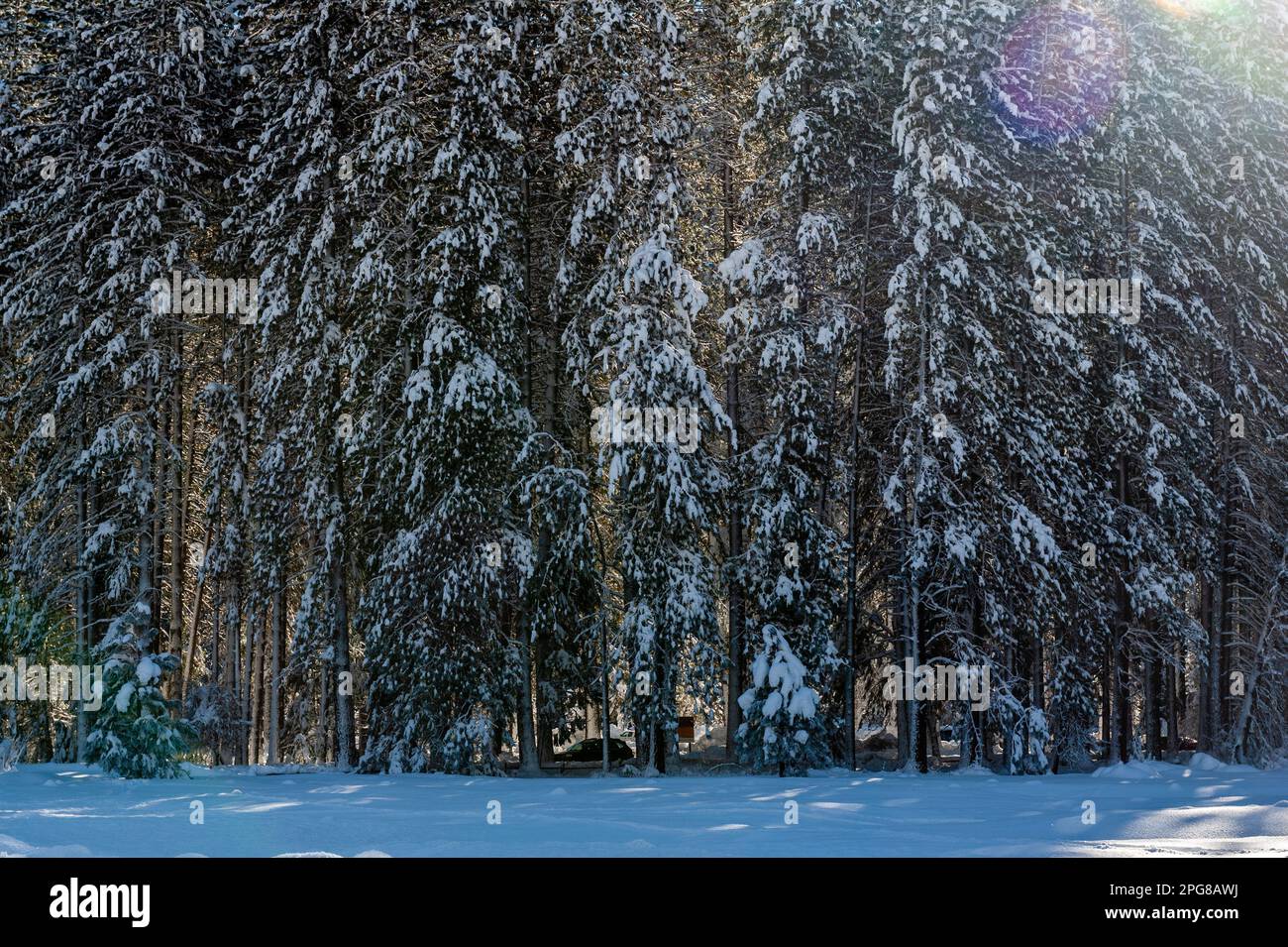 Eine Gruppe schneebedeckter Bäume im Yosemite-Nationalpark wird von der Sonne im Hintergrund hervorgehoben. Stockfoto