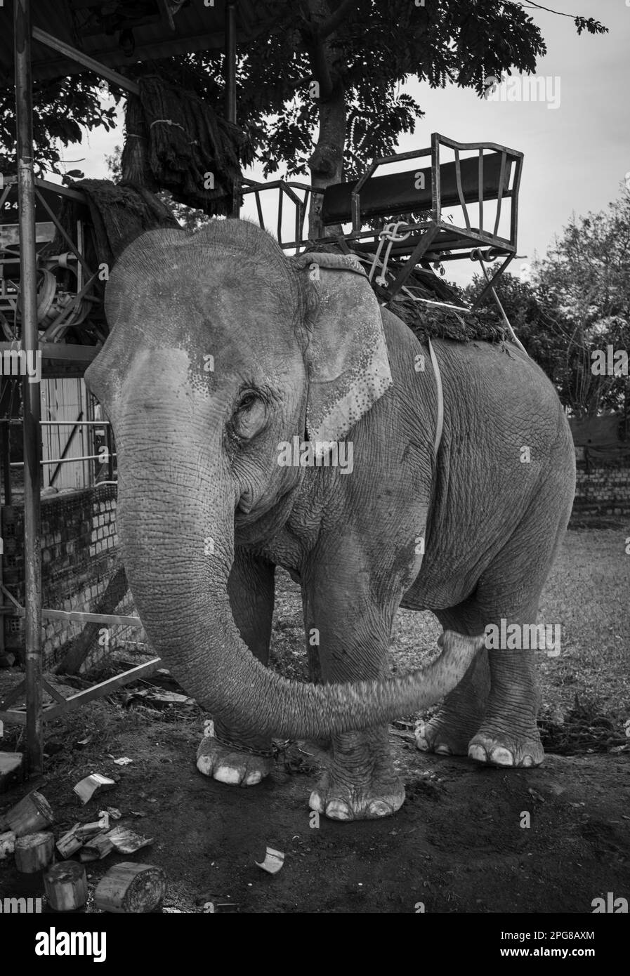 Ein asiatischer Elefant, der einen Howdah oder Sitz trägt, ist an einen Baum gekettet, während er auf Touristen in Buon Jun, Lien Son, Vietnam wartet. Stockfoto