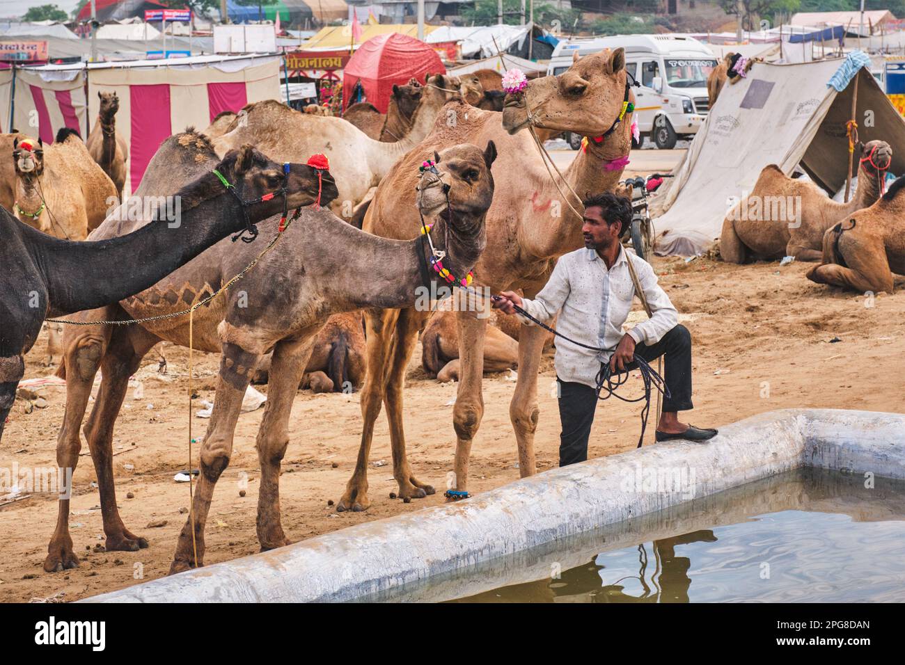 Indische Männer und Kamele auf dem Kamelmarkt Pushkar (Pushkar Mela) Stockfoto