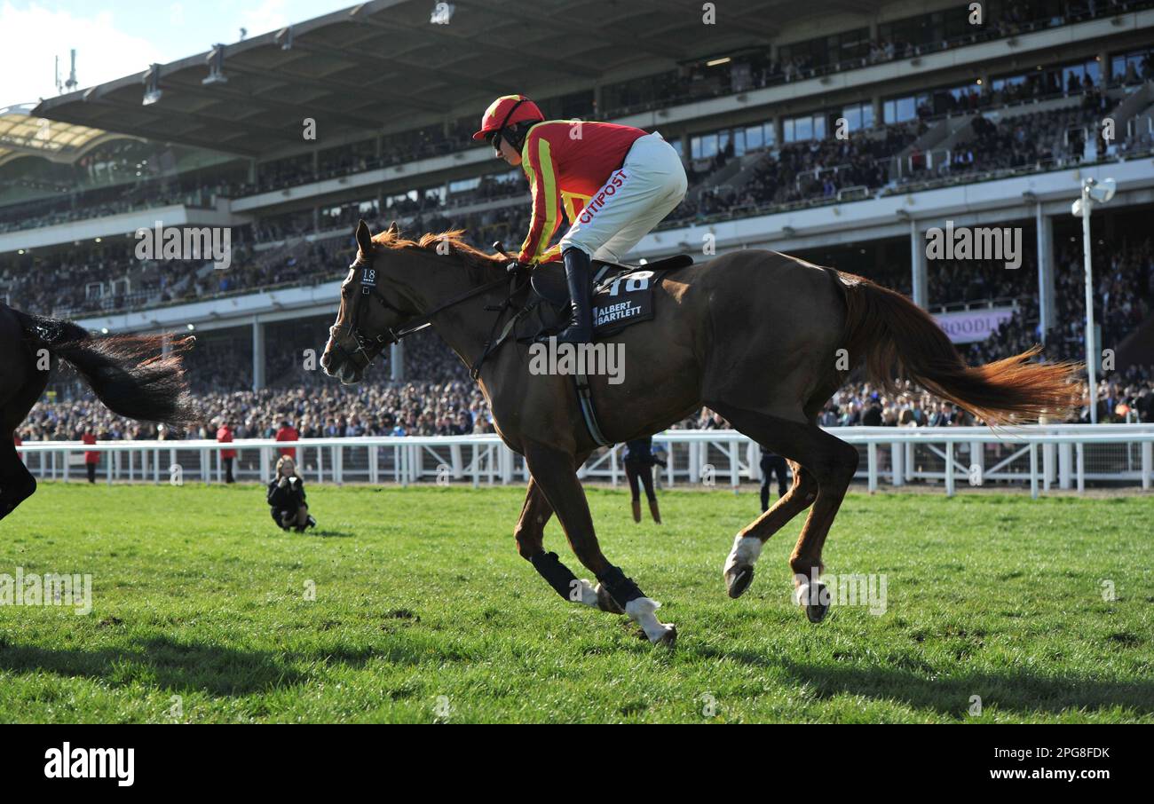 Drittes Rennen 2,50: Der Albert Bartlett Novice Hürdenlauf Thomas Mor, gefahren von Adam Wedge auf dem Weg zum Start. Pferderennen auf der Cheltenham Rennbahn Stockfoto