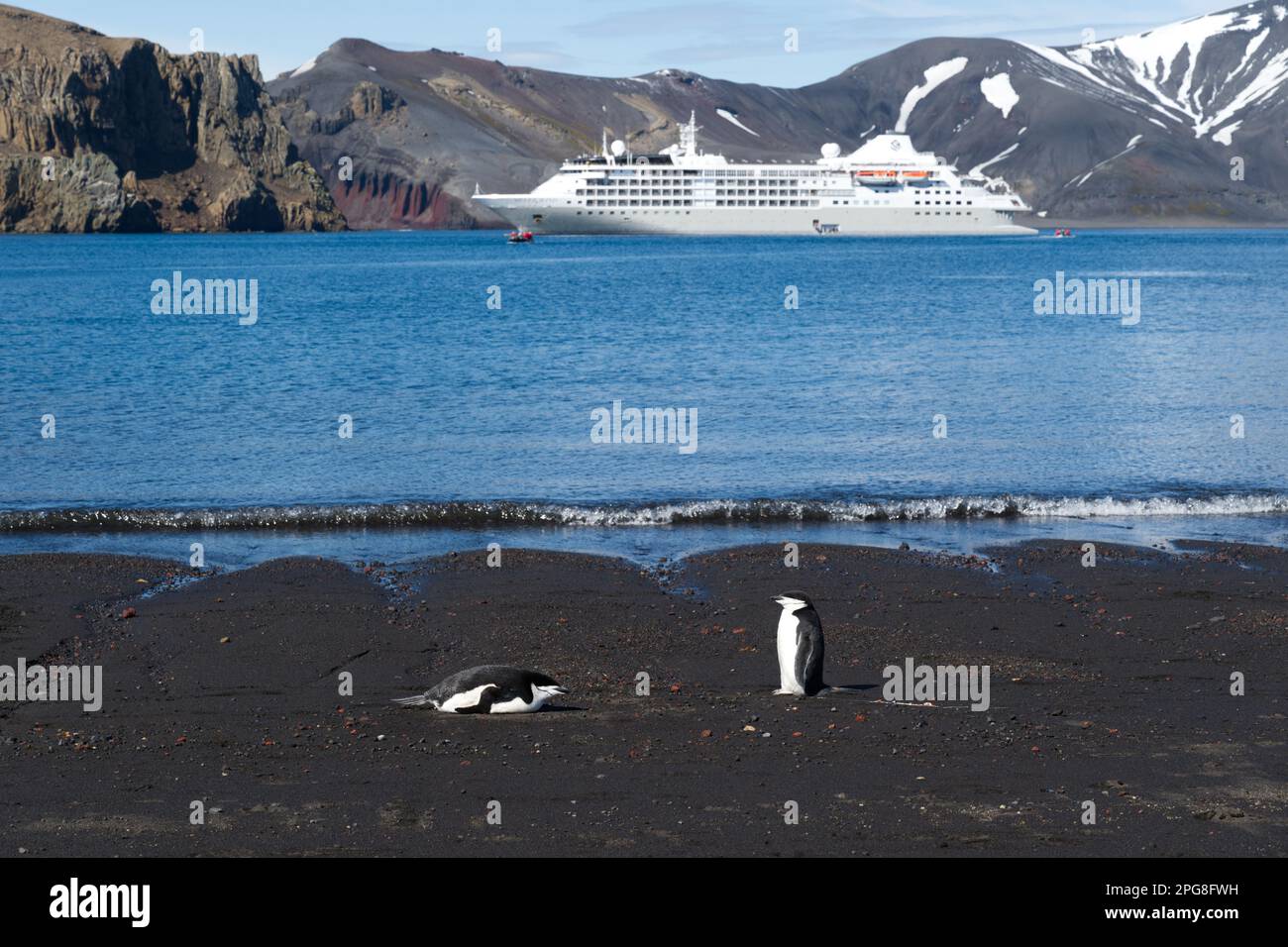 Zwei Chinstrap-Pinguine entspannen sich an einem Strand auf Deception Island (aktiver Vulkan) mit einem Kreuzfahrtschiff in der Bucht - Antarktis Stockfoto