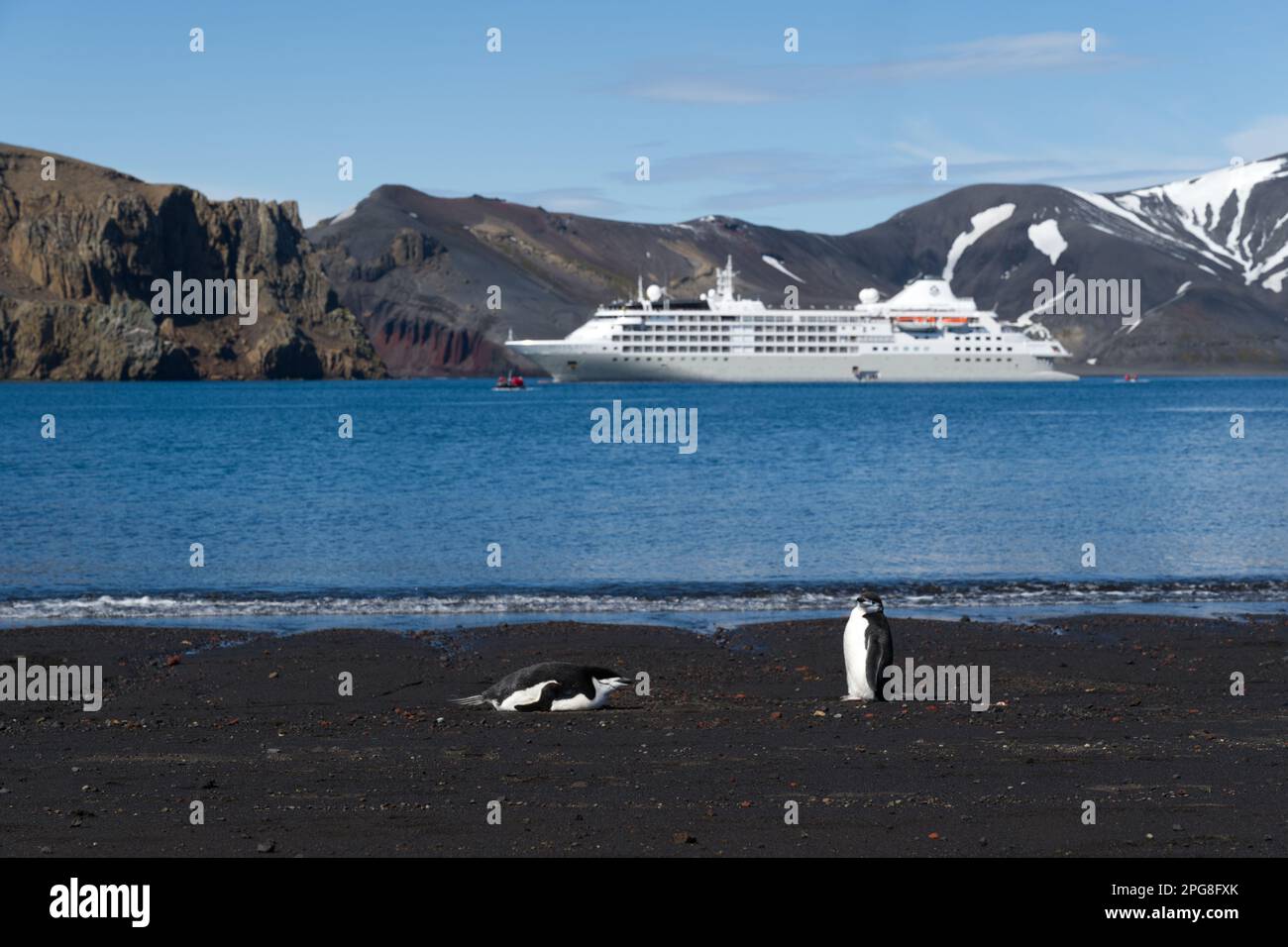 Zwei Chinstrap-Pinguine entspannen sich an einem Strand auf Deception Island (aktiver Vulkan) mit einem Kreuzfahrtschiff in der Bucht - Antarktis Stockfoto