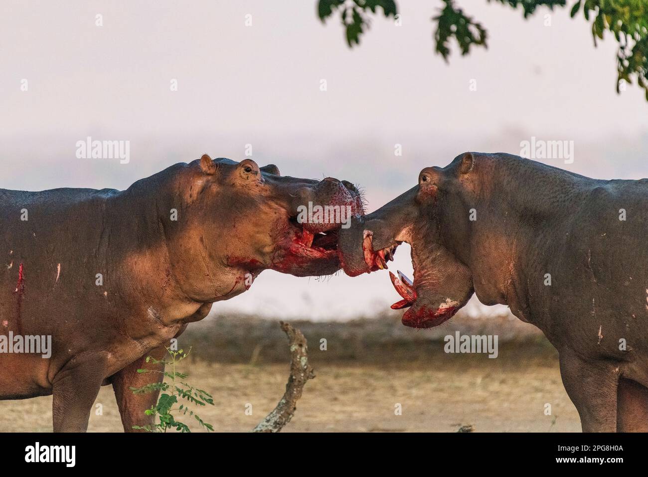 Zwei große Bullen Hippopotamus, Hippopotamus Amphibius, kämpfen an Land im Mana Pools National Park in Simbabwe. Stockfoto