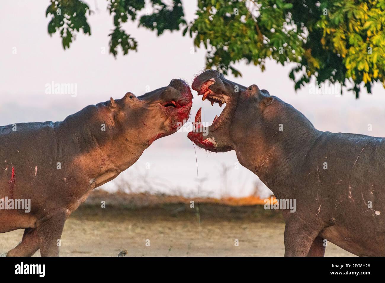 Zwei große Bullen Hippopotamus, Hippopotamus Amphibius, kämpfen an Land im Mana Pools National Park in Simbabwe. Stockfoto