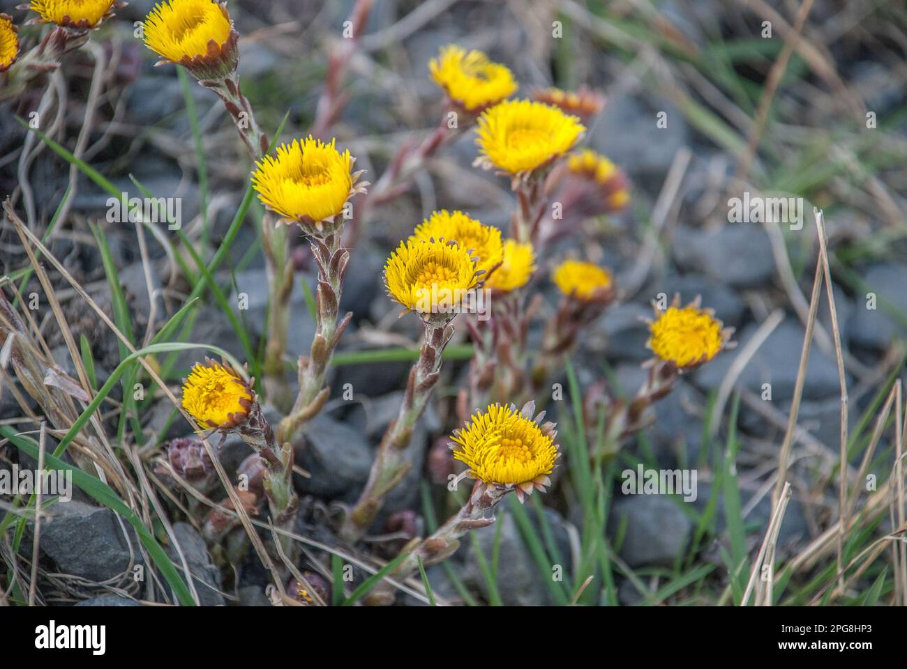 Kaltfuss. Eine eurasische Pflanze der Familie Gänseblümchen, mit gelben Blüten, die im Frühling erscheinen, gefolgt von großen, herzförmigen Blättern. Stockfoto