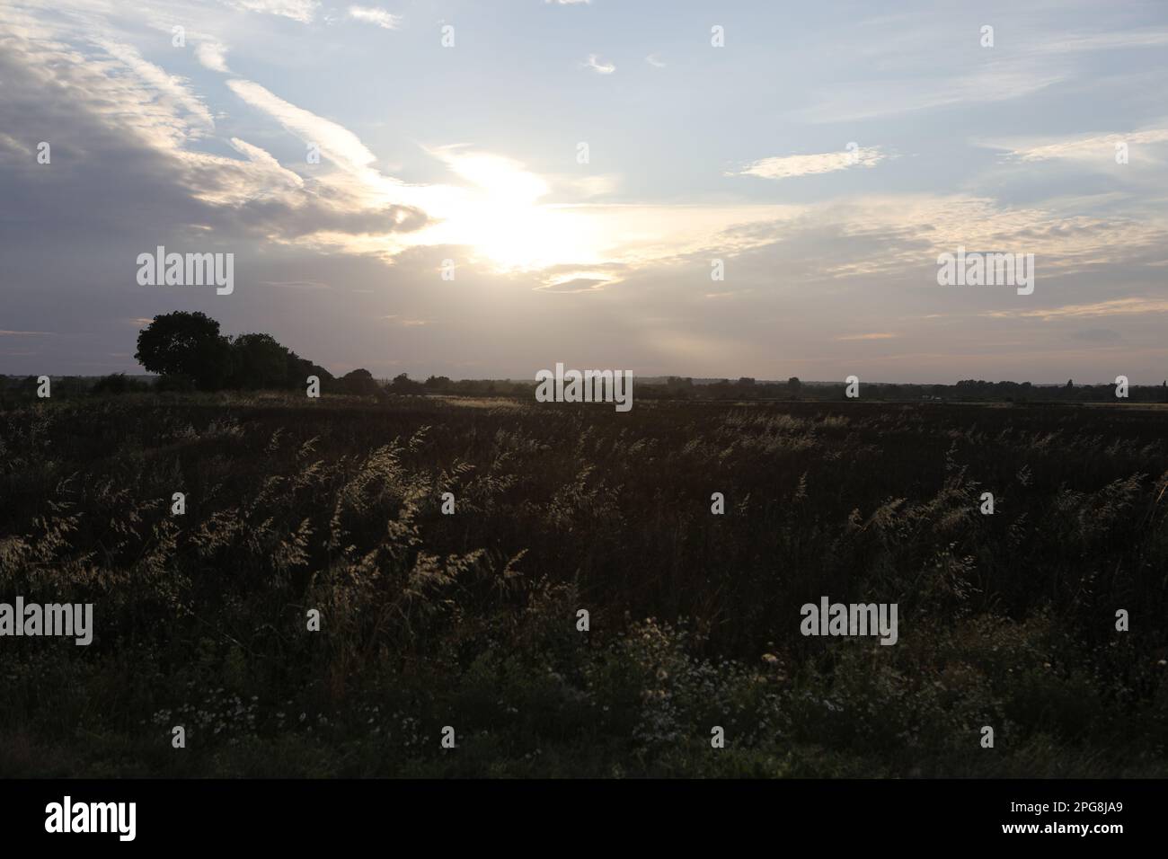 Abendlicht, das durch langes Gras auf dem Land scheint Stockfoto