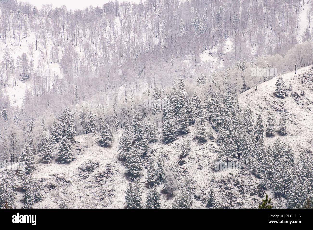 Viele Tannen unter dem Schnee hoch in der Winterlandschaft der Berge. Niedrige Temperaturen in den Bergen im Sommer Stockfoto