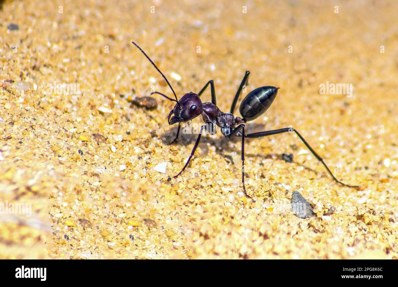 Cataglyphis Bicolor, ein Insekt in Bewegung Stockfoto