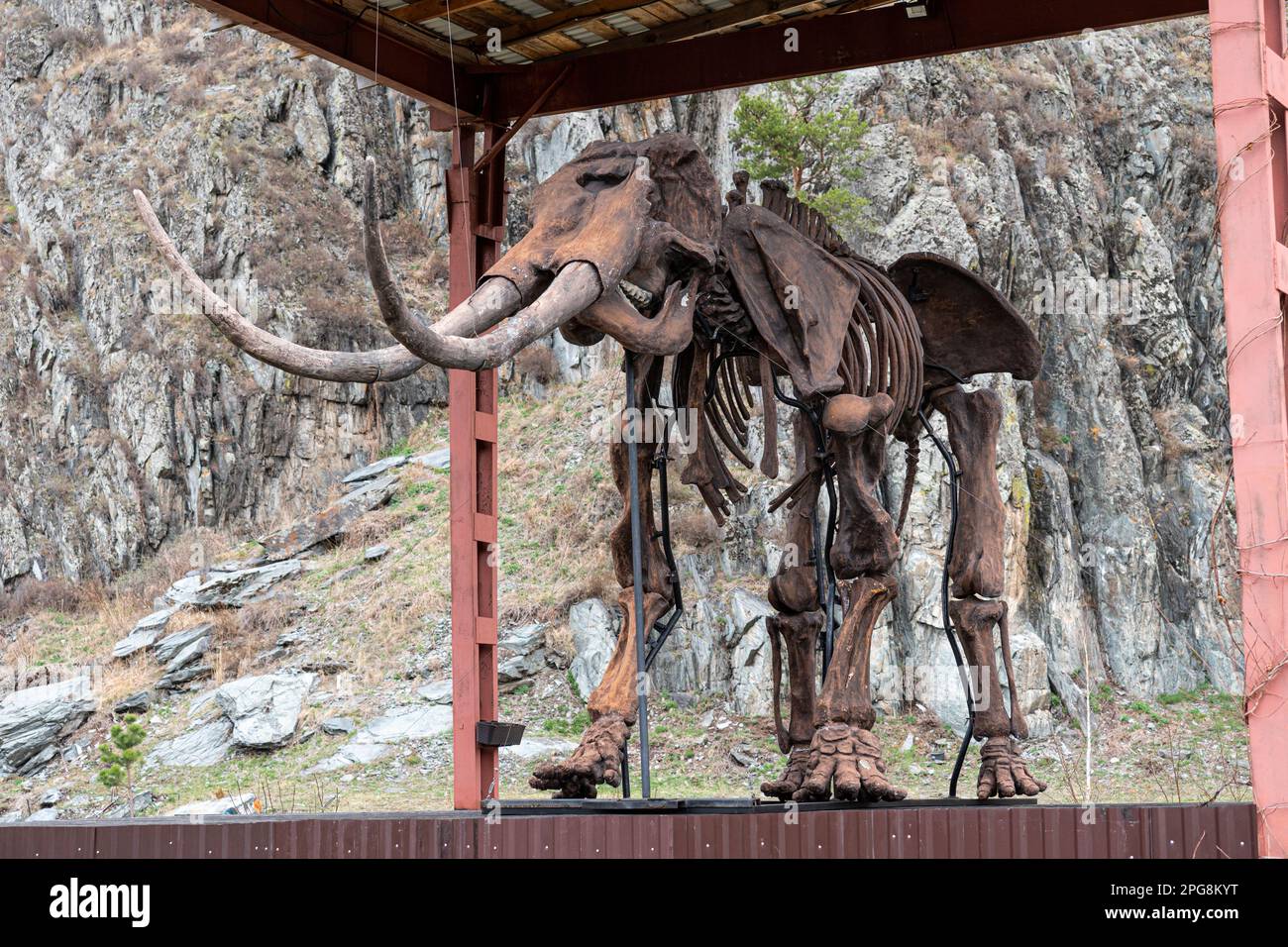 Ein uraltes Skelett eines prähistorischen Tieres steht vor dem Hintergrund von Natur und Bergen. Stockfoto